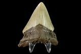 Bargain, Fossil Megalodon Tooth - North Carolina #145422-2